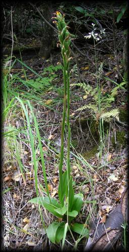 Habito de planta fructificando de Gavilea lutea