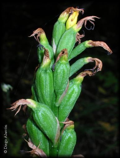 Frutos de Gavilea lutea
