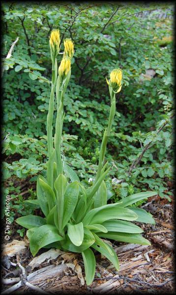 Hábito de la planta de Gavilea lutea