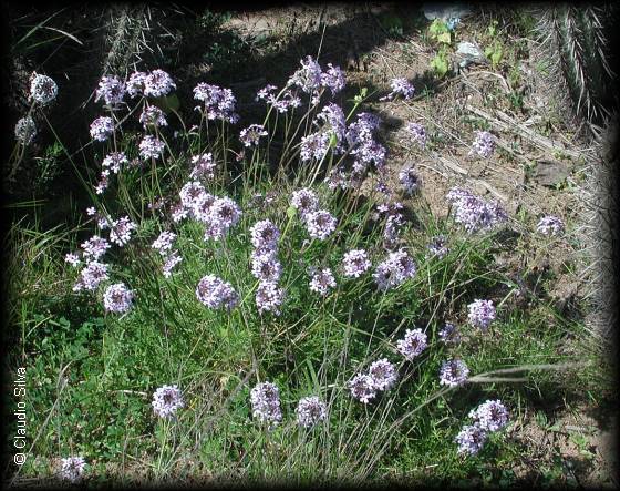 Glandularia laciniata