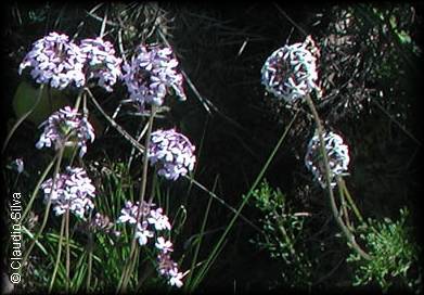 Glandularia laciniata, la verbena rosada