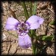 Iridaceae