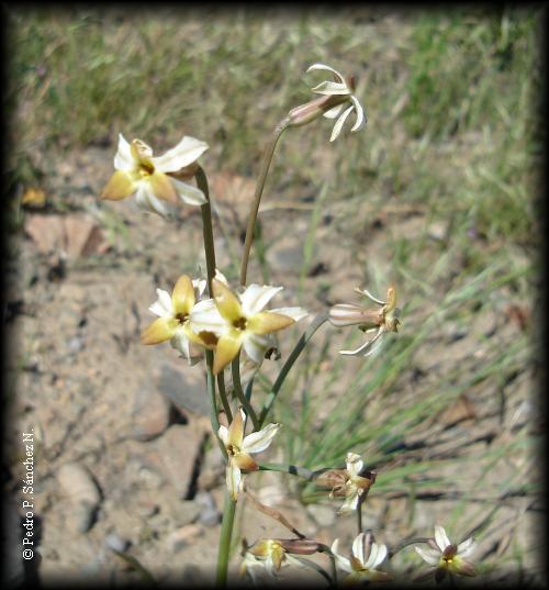 Flor de Leucocoryne dimorphopetala