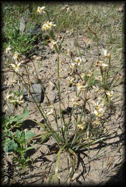 Habito de Leucocoryne dimorphopetala