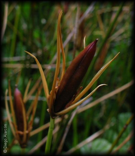 Marsippospermum grandiflorum, su fruto