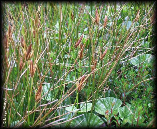 Hábito de Marsippospermum grandiflorum