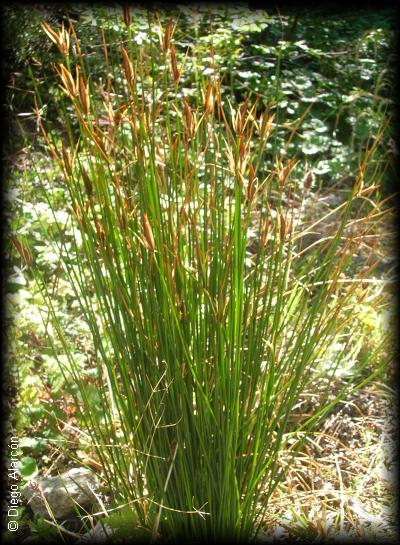 Hábito del junco de tierra del fuego, Marsippospermum grandiflorum