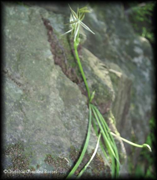 Miersia chilensis var. bicolor
