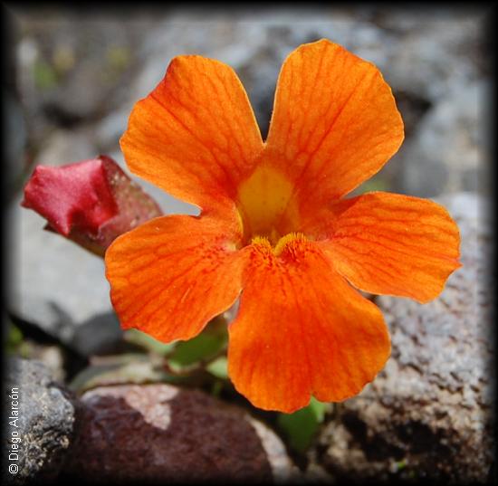 Detalle de Flor de Mimulus cupreus, la flor del cobre o berro rojo