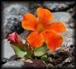 mimulus cupreus