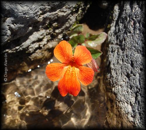 Mimulus cupreus en el agua