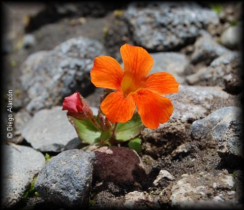 Habito de mimulus cupreus