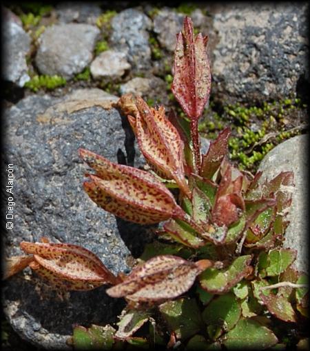 Detalle de los frutos de Mimulus cupreus