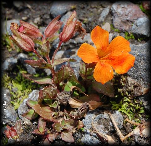 Habito de Mimulus cupreus