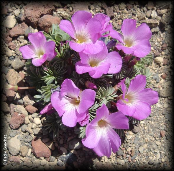 Oxalis adenophylla