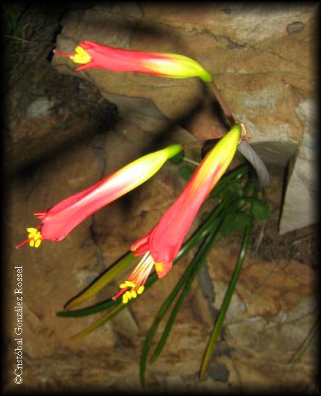 Detalle de flores de Phycella bicolor