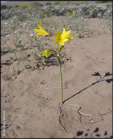 habito de Rhodophiala bagnoldii