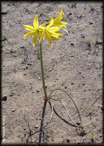 habito de rhodophiala bagnoldii