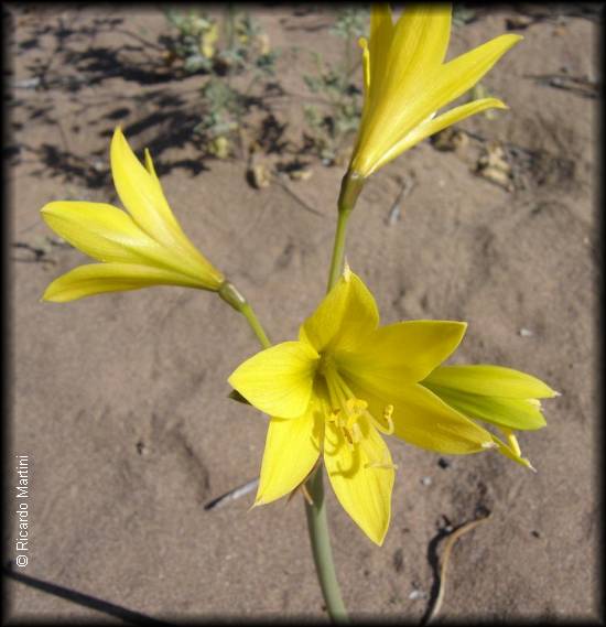 Rhodophiala bagnoldii