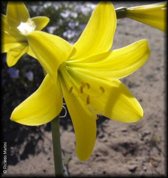flor de Rhodophiala bagnoldii