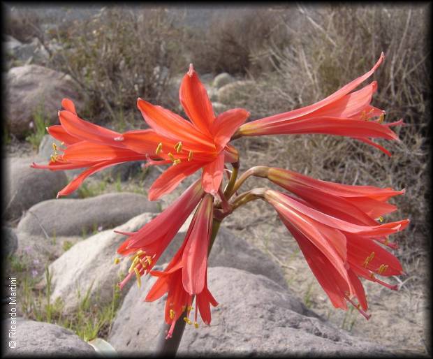 Flores de Añañuca Roja o Revienta Ojos