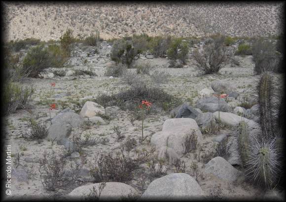 Habitat de Añañuca Rhodophiala phycelloides