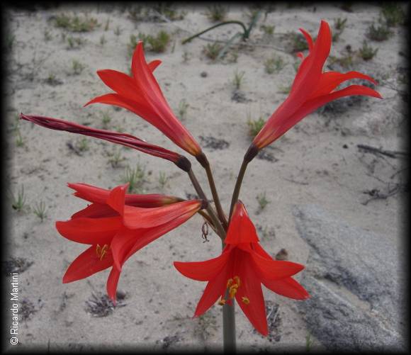 Flores de Añañuca roja o Revientaojos