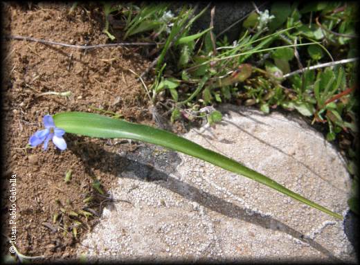 Hoja y Habito de Tecophilaea violaeflora