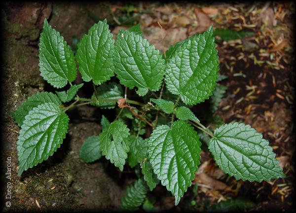 urtica magellanica