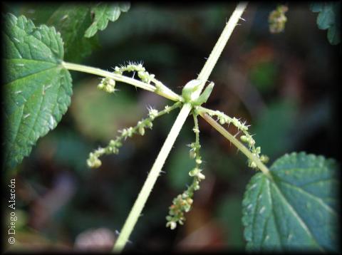 Detalle de flores de la ortiga Urtica magellanica