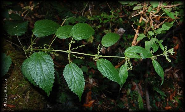 Habito de Urtica magellanica