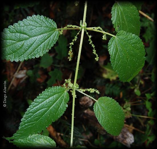 detalle de urtica magellanica