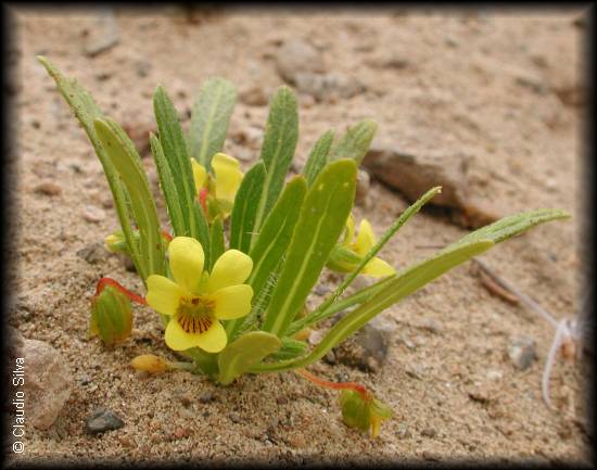 habito de Viola asterias