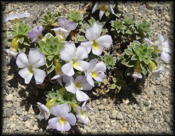 Viola cotyledon, la hierba del corazón