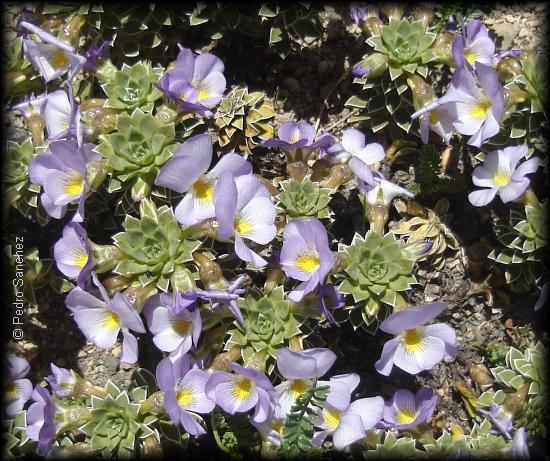 Viola cotyledon con mas flores claras