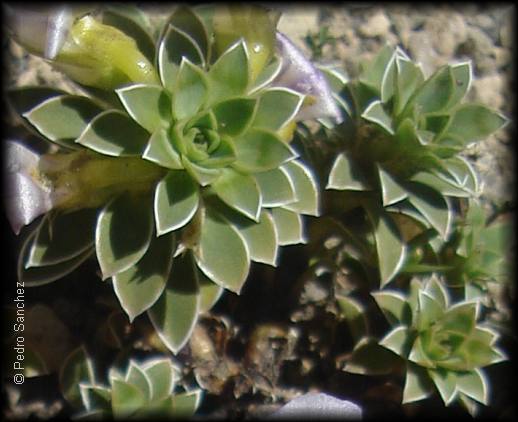 Detalle de las hojas de Viola cotyledon