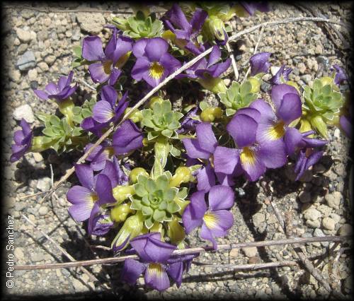 Viola cotyledon de tono mas violeta o azuloso