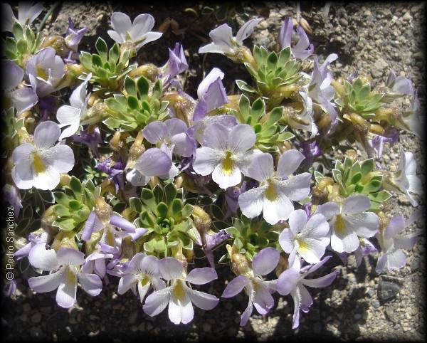 Viola cotyledon