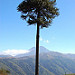 araucaria