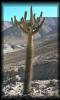 Cactus y suculentas