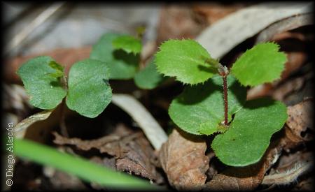 plantula de Nothofagus obliqua