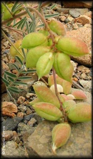 Frutos de Astragalus paposanus