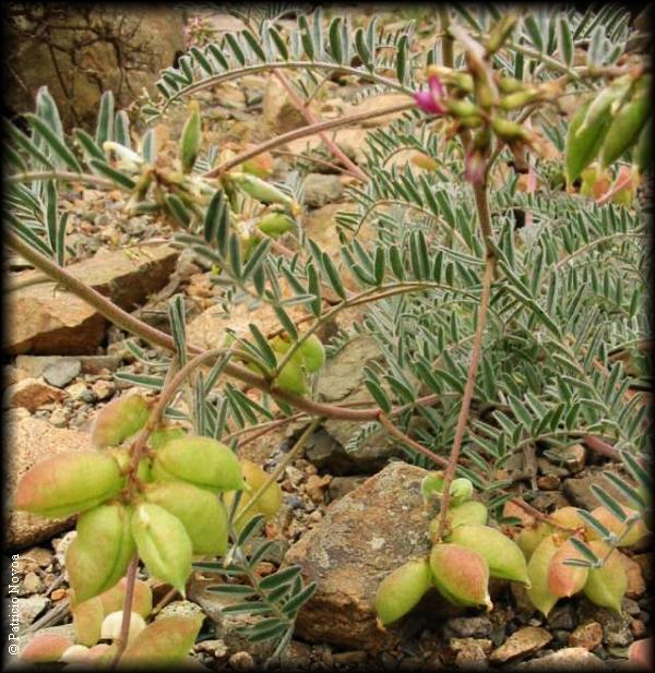 Astragalus paposanus, hábito de la planta