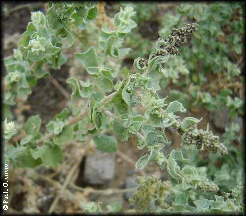 Atriplex taltalensis