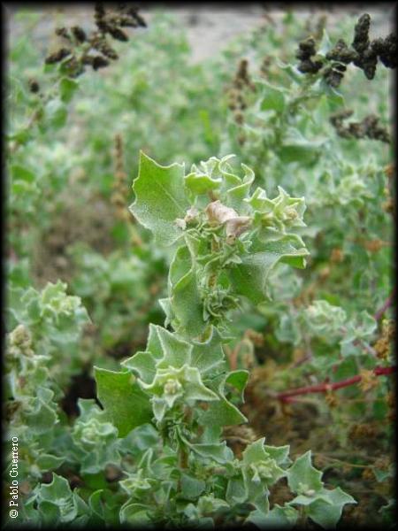 Atriplex taltalensis