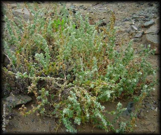 Atriplex taltalensis