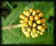 Buddlejaceae