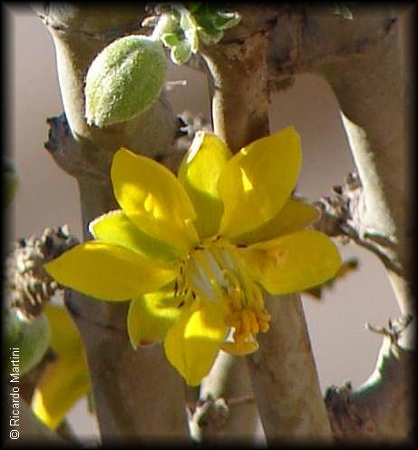 Flor de bulnesia chilensis