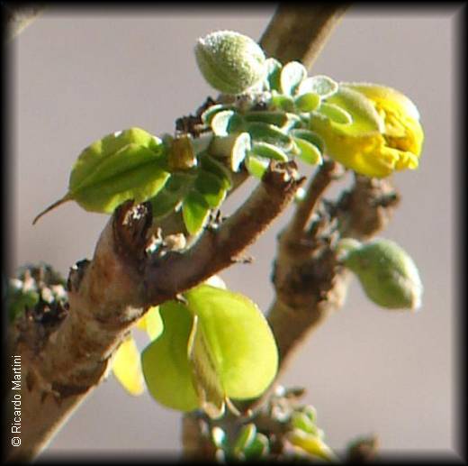 detalle de hojita de bulnesia chilensis