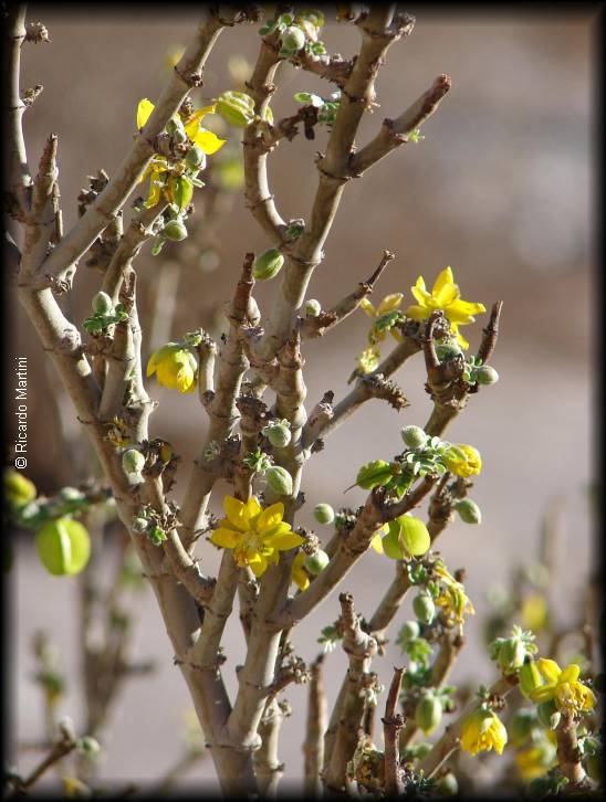 Habito de bulnesia chilensis